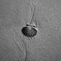 © Philk Coquille et sable